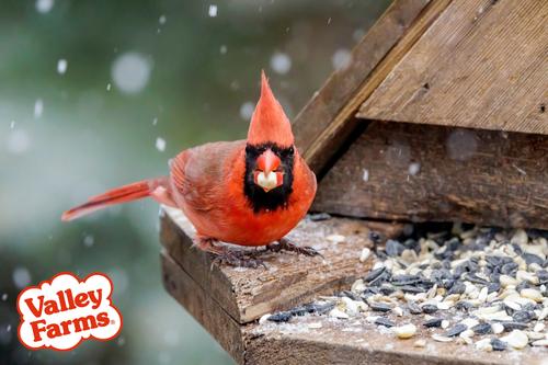 Show full view: Valley Farms Fruit, Nut & Berry Mix Wild Bird Food, 4-lb bag slide 9 of 9