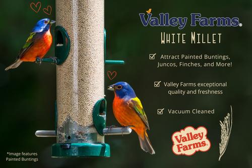Show full view: Valley Farms White Millet Wild Bird Food, 20-lb bag slide 6 of 10