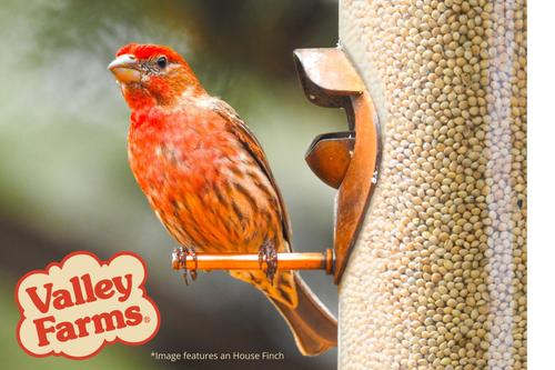 Show full view: Valley Farms White Millet Wild Bird Food, 20-lb bag slide 9 of 10