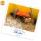 Show in main carousel: K&H Pet Products Thermo-Poultry Heated Chicken Brooder slide 8 of 12