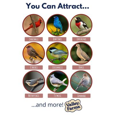 Show full view: Valley Farms Cardinal Bird Food, 3-lb bag slide 3 of 9