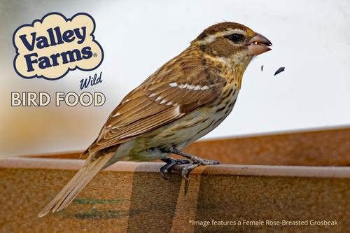 Show full view: Valley Farms Cardinal Bird Food, 3-lb bag slide 8 of 9