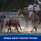 Show in main carousel: Farnam Endure Sweat Resistant Horse Fly Spray, 15-fl oz bottle slide 4 of 12