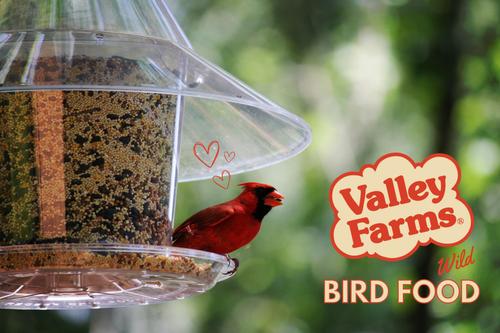 Show full view: Valley Farms Hi-Flite Wild Bird Food, 20-lb bag slide 8 of 10