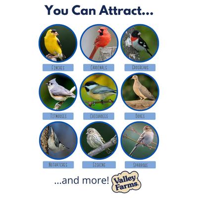 Show full view: Valley Farms Hi-Flite Wild Bird Food, 20-lb bag slide 3 of 10