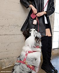 Sunny Tails 4-in-1 Convertible Hands Free Cloud Dog Leash, 8.5-ft long, 5/8-in wide, Mulberry Burgundy slide 2 of 8