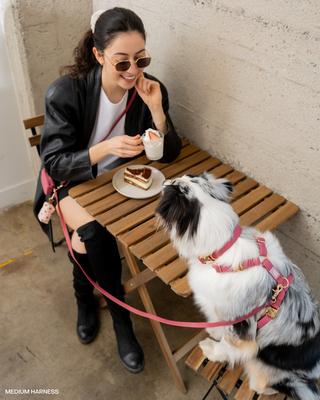 Show full view: Sunny Tails Cloud Waterproof Dog Collar, Mulberry Burgundy, Medium: 12 to 18-in neck, 3/4-in wide slide 5 of 8