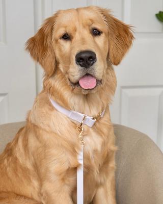 Show full view: Sunny Tails 4-in-1 Convertible Hands Free Cloud Dog Leash, 8.5-ft long, 5/8-in wide, Lavender Haze slide 5 of 9