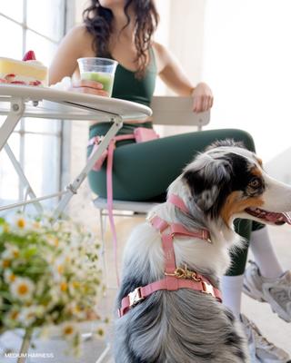 Show full view: Sunny Tails Cloud Waterproof Dog Collar, Perfect Pink, Large: 16 to 24-in neck, 1-in wide slide 7 of 9