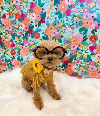 Show full view: Mimi Green Sunflower Dog Collar Accessory, Medium slide 4 of 5