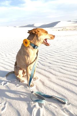 Show full view: Mimi Green Sunflower Dog Collar Accessory, Medium slide 5 of 5