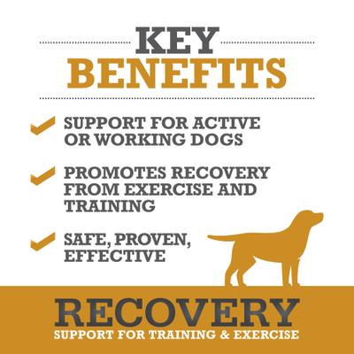 Show full view: WINPRO Pet Recovery Soft Chew Dog Supplement, 60 count slide 3 of 9