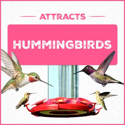 Show full view: Pennington Ready To Use ElectroNectar Hummingbird Food, 64-oz bottle slide 4 of 11