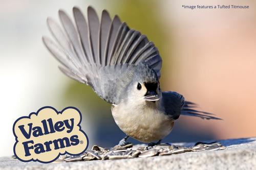 Show full view: Valley Farms Striped Sunflower Seed Wild Bird Food, 25-lb bag slide 8 of 9