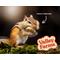 Show in main carousel: Valley Farms Squirrel & Wildlife Mix Food, 15-lb bag slide 9 of 9