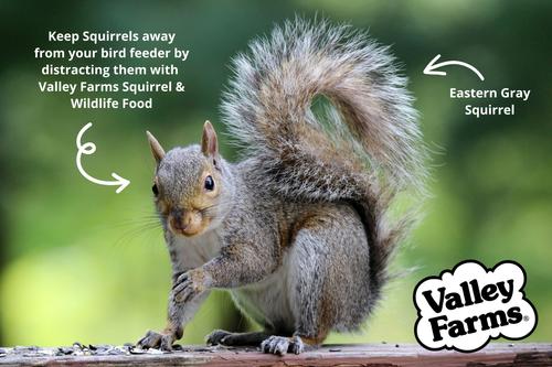 Show full view: Valley Farms Squirrel & Wildlife Mix Food, 15-lb bag slide 8 of 9