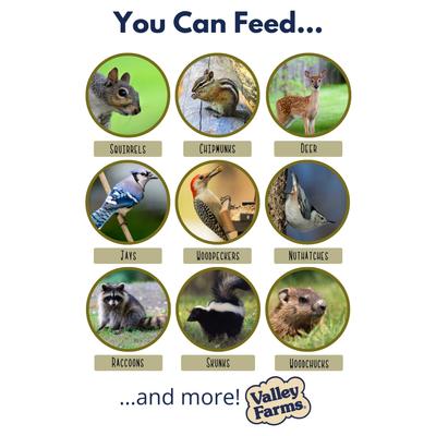 Show full view: Valley Farms Squirrel & Wildlife Mix Food, 15-lb bag slide 3 of 9