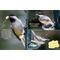 Show in main carousel: Valley Farms Chickadee Bird Food, 10-lb bag slide 9 of 9