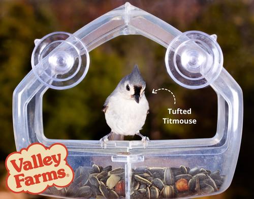 Show full view: Valley Farms Chickadee Bird Food, 10-lb bag slide 8 of 9