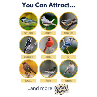 Show full view: Valley Farms Chickadee Bird Food, 10-lb bag slide 3 of 9