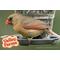 Show in main carousel: Valley Farms Cardinal Bird Food, 3-lb bag slide 9 of 9