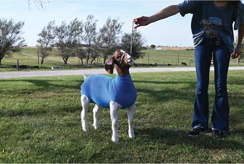 Show full view: Weaver Livestock Spandex Goat Tube, Blue, Medium slide 3 of 4