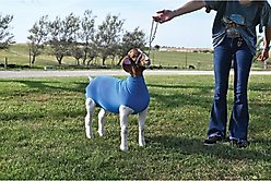Weaver Livestock Spandex Goat Tube, Blue, Large slide 2 of 4