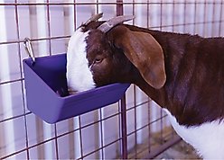 Weaver Livestock Small Animal Feeder, 3-qt, Purple slide 2 of 2