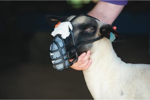 Show full view: Weaver Livestock Sheep Muzzle slide 5 of 5