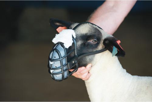Show full view: Weaver Livestock Sheep Muzzle slide 3 of 5