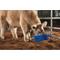 Show in main carousel: Weaver Livestock Round Feed Pan, 22-qt, Blue slide 4 of 6