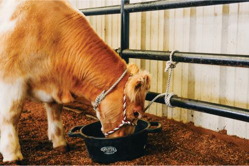 Show full view: Weaver Livestock Round Feed Pan, 22-qt, Black slide 4 of 6