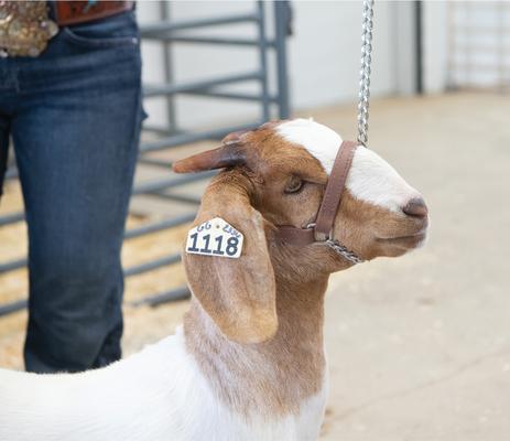 Show full view: Weaver Livestock Brahma Sheep & Goat Halter, Brown, Small slide 2 of 2