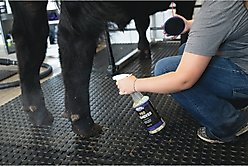 Weaver Livestock Breakdown Brush, Purple, 4-in slide 2 of 7