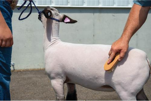 Show full view: Weaver Livestock Goat Hair Brush slide 3 of 6