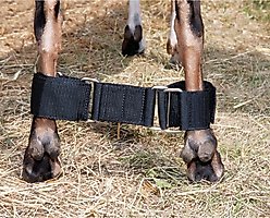 Weaver Livestock Goat Hobble, Black, 3.5-in slide 2 of 2