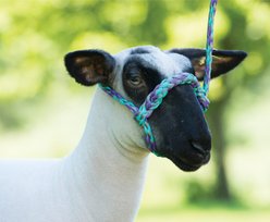 Weaver Livestock Polyester Rope Sheep & Goat Halter, Lavender/Mint/Gray, Average slide 2 of 2