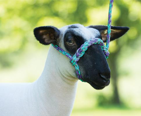 Show full view: Weaver Livestock Polyester Rope Sheep & Goat Halter, Lavender/Mint/Gray, Average slide 2 of 2