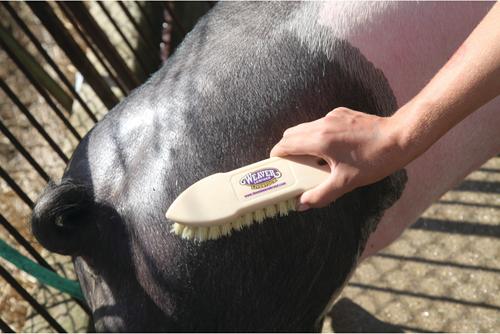 Show full view: Weaver Livestock Tampico Pig Brush slide 4 of 7