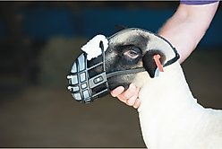 Weaver Livestock Sheep Muzzle slide 2 of 5