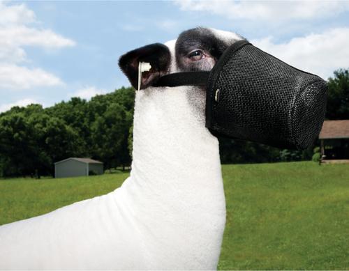 Show full view: Weaver Livestock Sheep & Goat Muzzle, Black slide 2 of 3