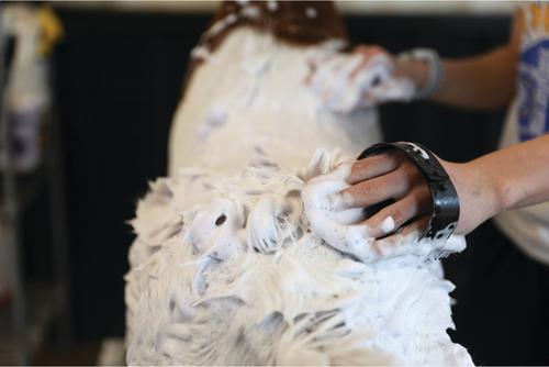 Show full view: Weaver Livestock Massage Brush, Black slide 6 of 6