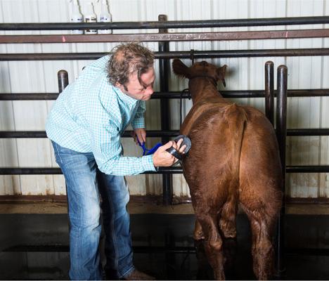 Show full view: Weaver Livestock Massage Brush, Black slide 3 of 6