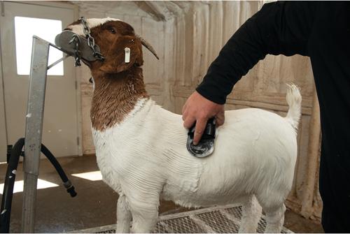 Show full view: Weaver Livestock Massage Brush, Black slide 4 of 6