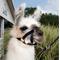 Show in main carousel: Weaver Livestock Llama Halter, Black, Medium slide 2 of 2