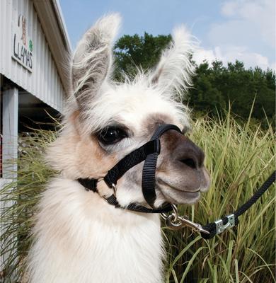 Show full view: Weaver Livestock Llama Halter, Black, Medium slide 2 of 2