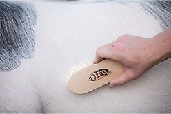 Weaver Livestock Goat Hair Brush slide 2 of 6