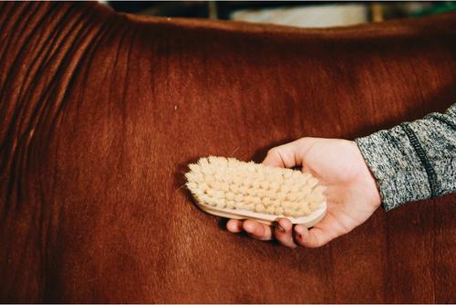 Show full view: Weaver Livestock Goat Hair Brush slide 2 of 6