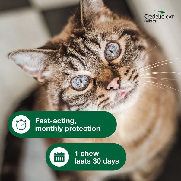 Show full view: Credelio Chewable Tablets for Cats, 4.1-17 lbs, (Teal Box), 6 Chewable Tablets (6-mos. supply) slide 4 of 9