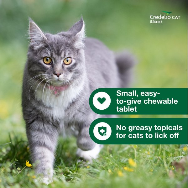 Show full view: Credelio Chewable Tablets for Cats, 4.1-17 lbs, (Teal Box), 6 Chewable Tablets (6-mos. supply) slide 8 of 9
